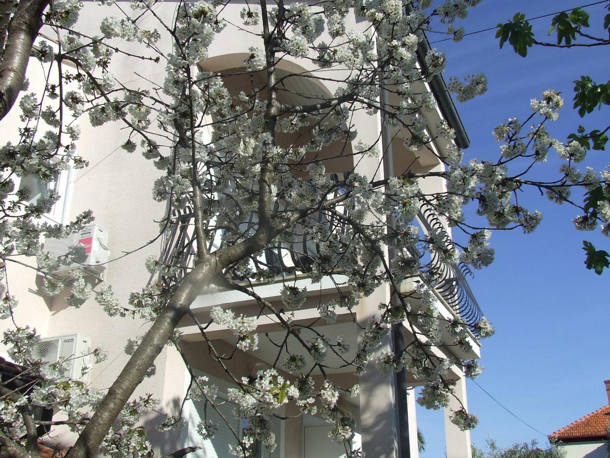 Villa Dalmatia Zadar Rom bilde
