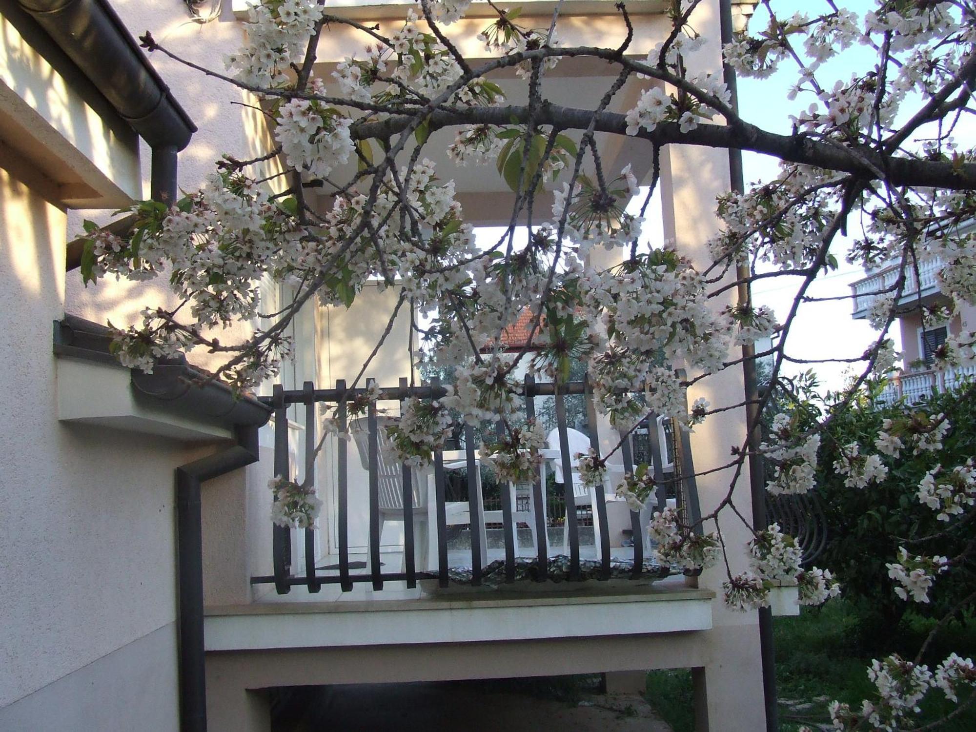 Villa Dalmatia Zadar Rom bilde